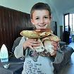 Piccolo cercatore inizia alla grande la stagione dei funghi con un porcino "gemello"
