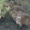 Sono arrivate tre sorelline di Capibara, l'animale star del web che abita ecosistemi fragilissimi