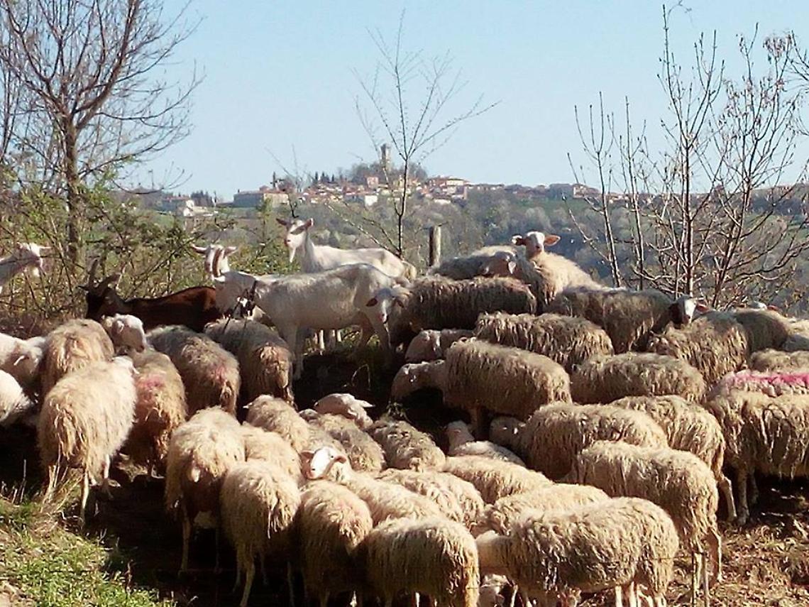 Pecore Barbero