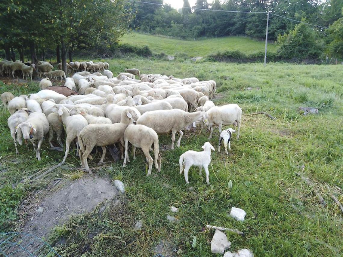 Pecore Murazzano Web