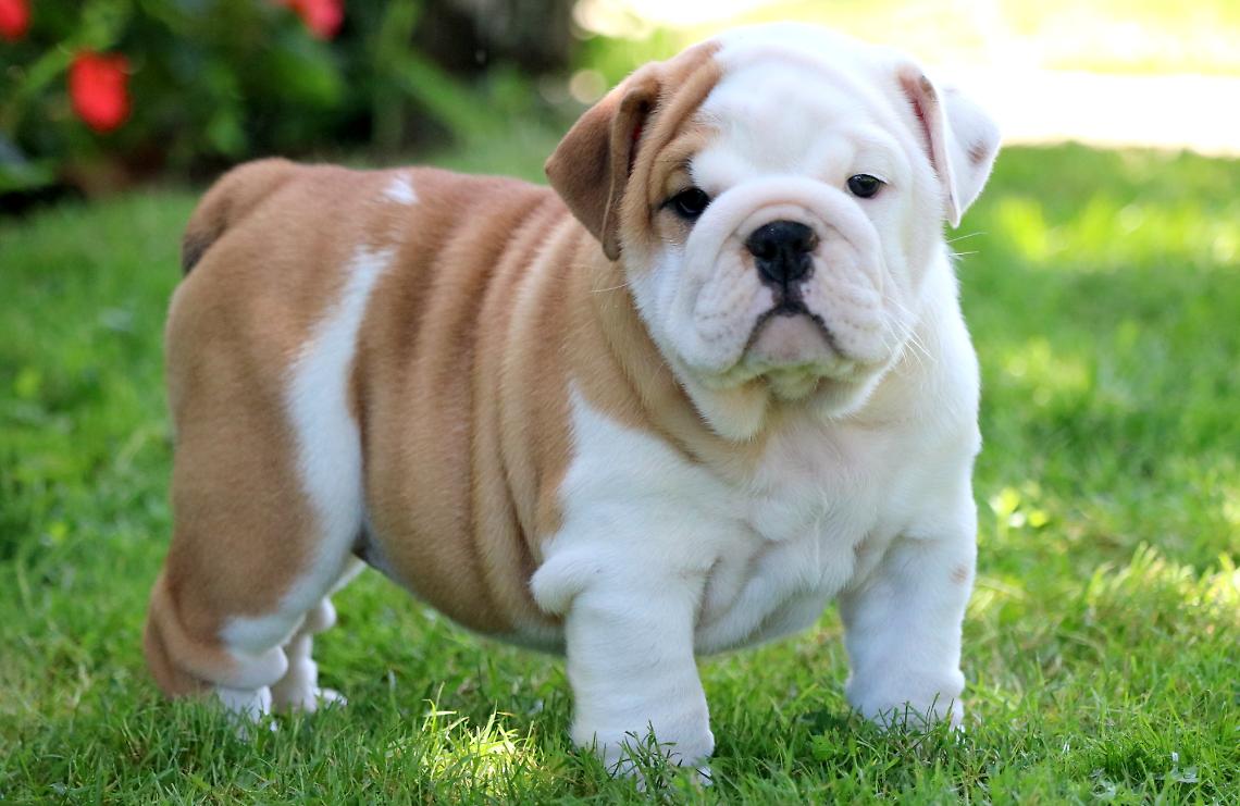 Compra un cane via Internet, monregalese truffato