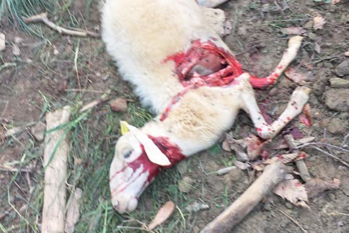 I lupi colpiscono ancora: strage di pecore a Frabosa Soprana