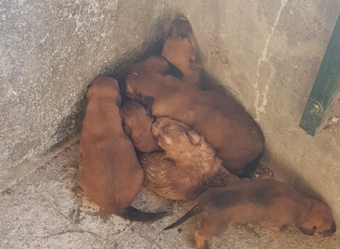 Sette cuccioli abbandonati a Trinità