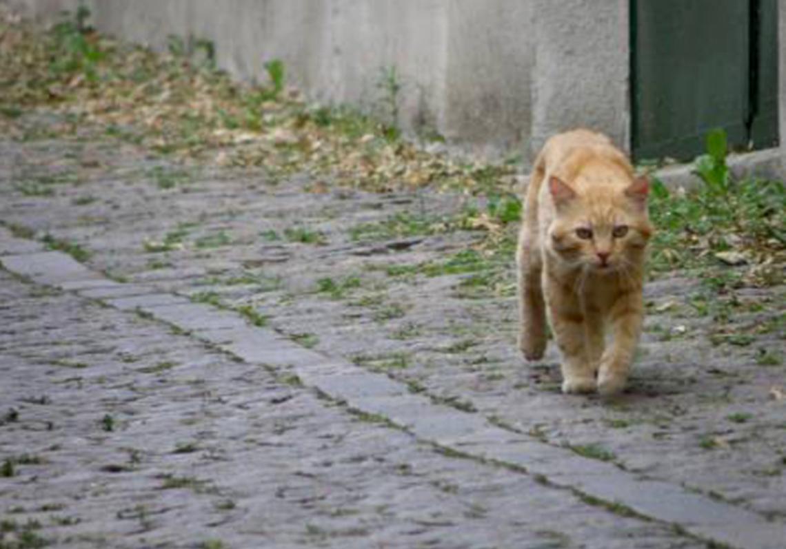 GattoFerito