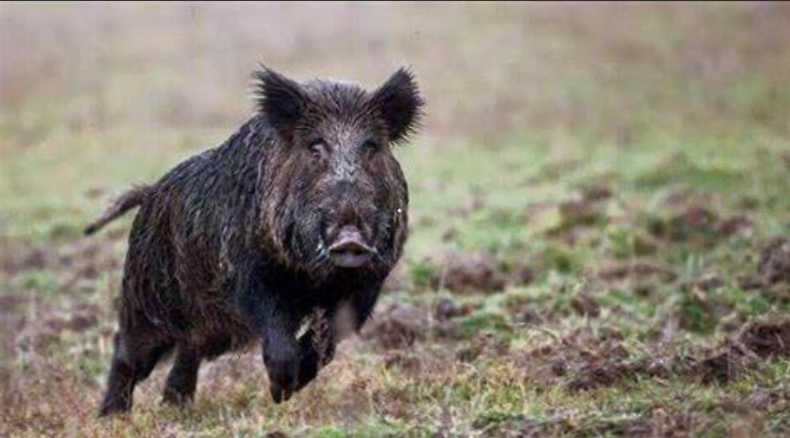 Caccia Cinghiale