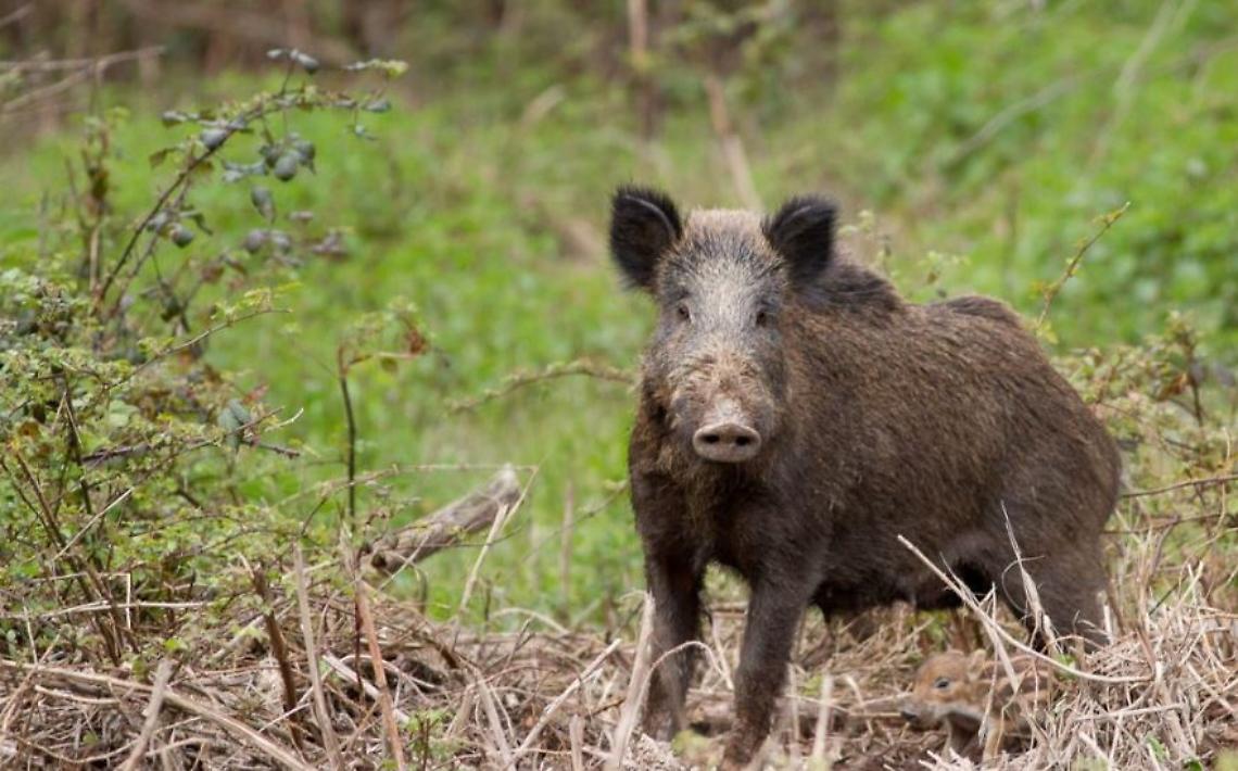 Cinghiale