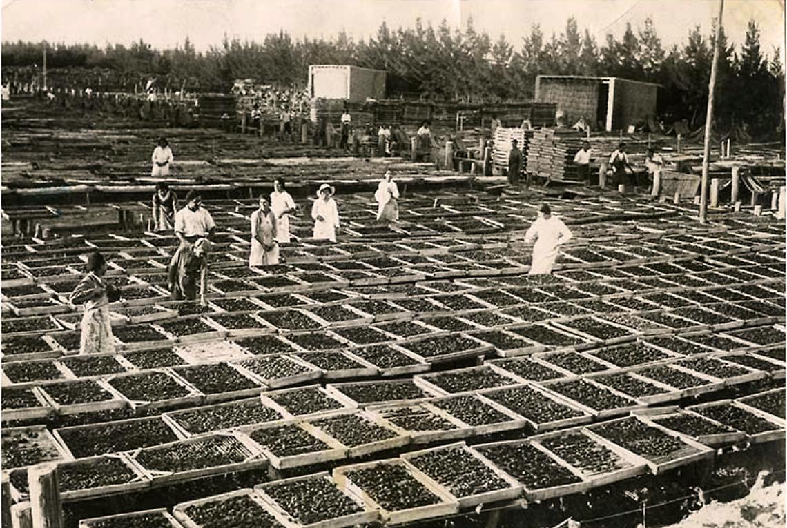Braccianti Italiani In Argentina