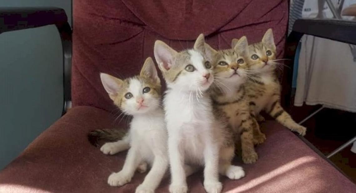 Gatti
