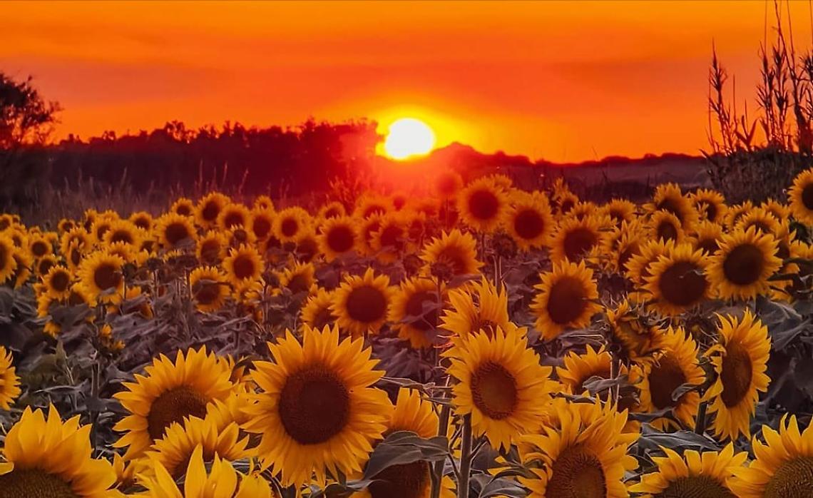 Girasoli1