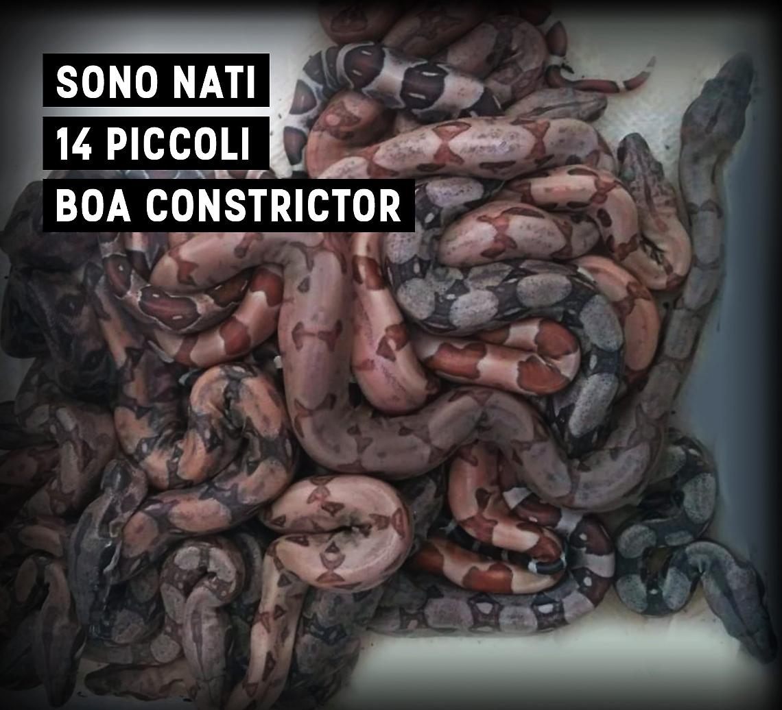 Boa