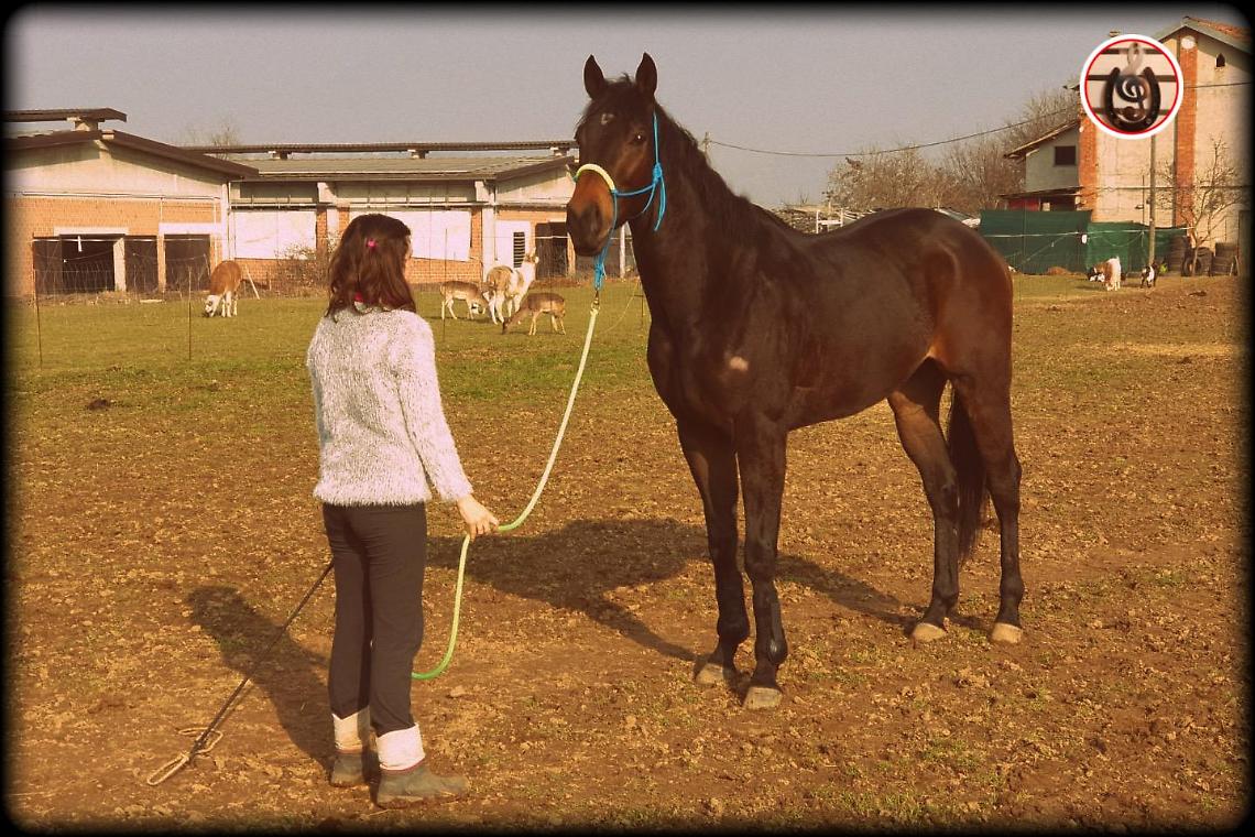 Cavallo