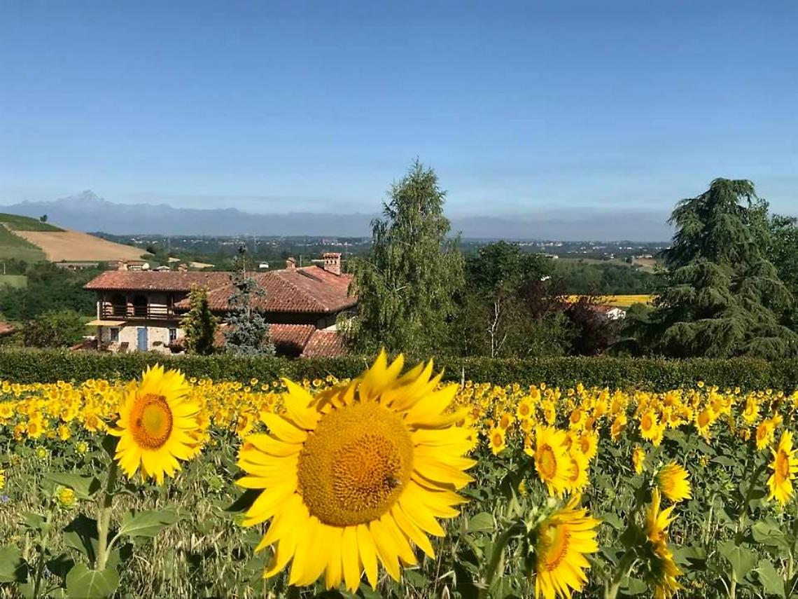 Girasoli Farigliano