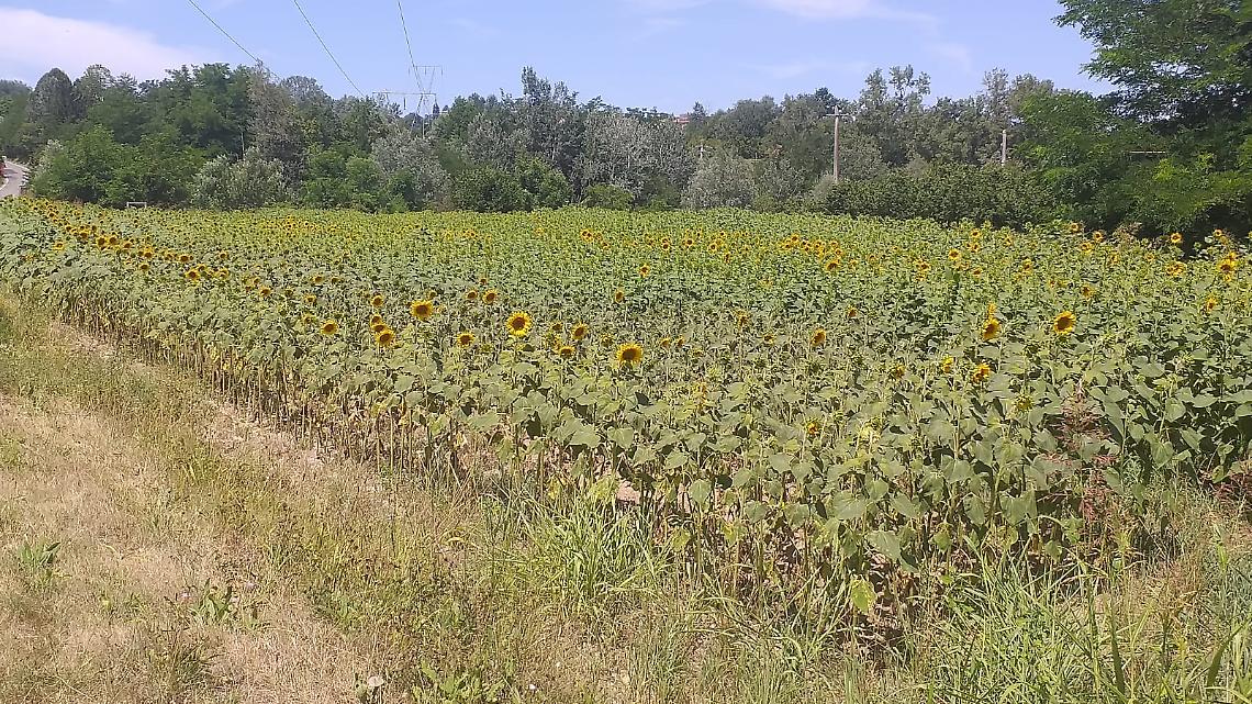 Girasoli Farigliano
