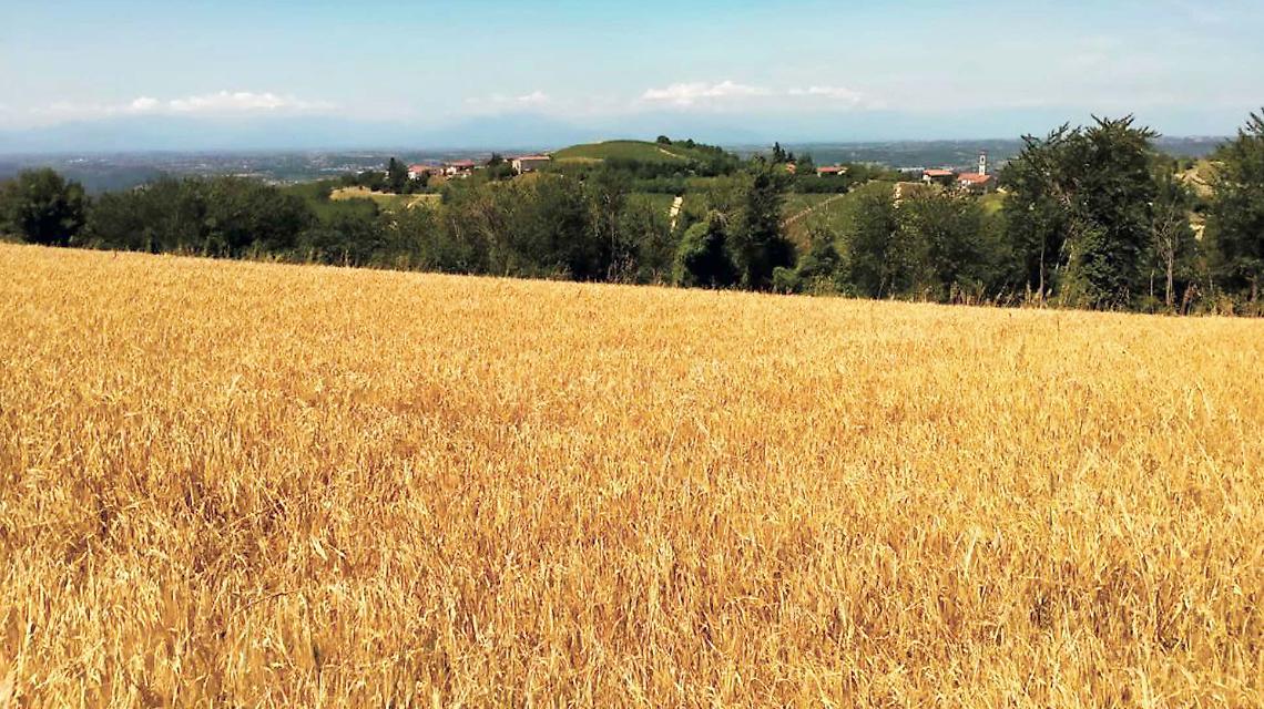 Un Campo Coltivato A Orzo A Clavesana