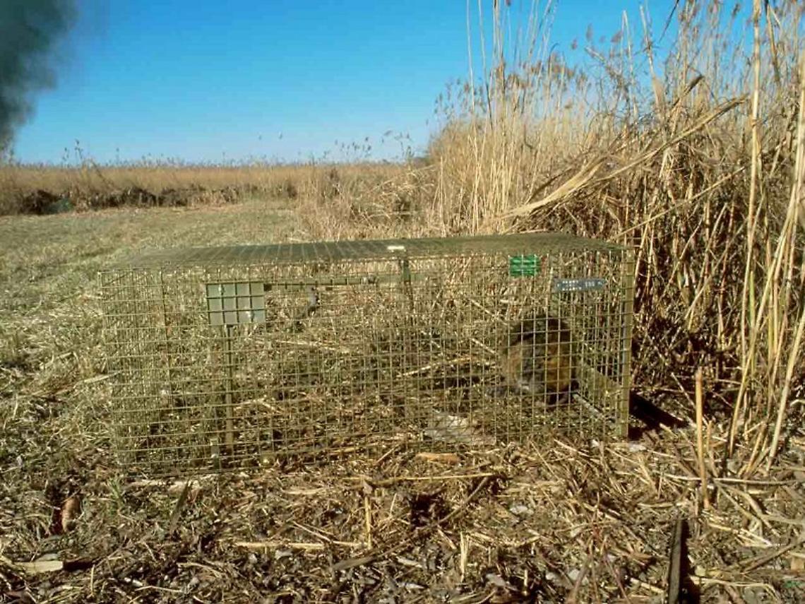 Gabbia Nutrie
