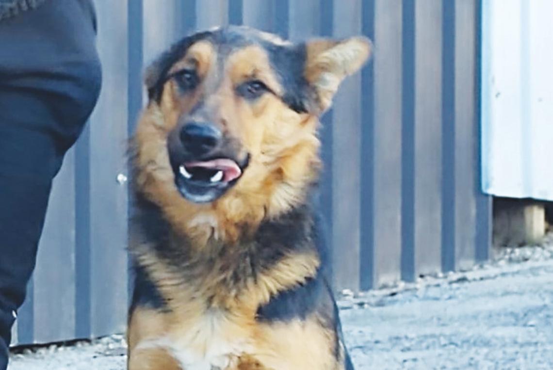 Cosmo, Ospite Del Canile Rifugio 281 Di San Michele