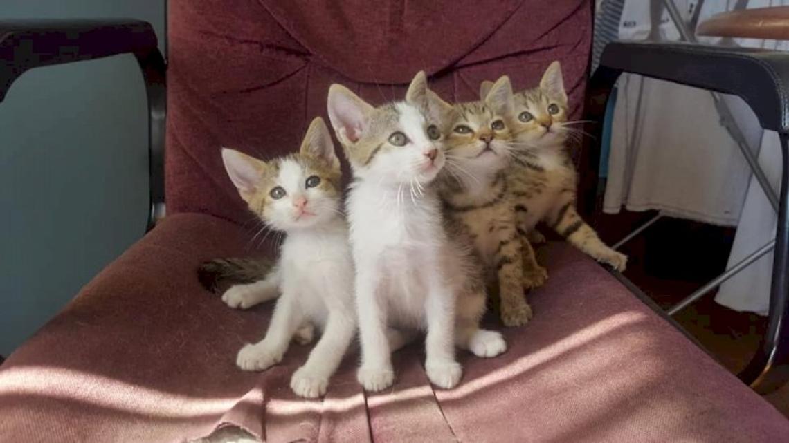 Gatti
