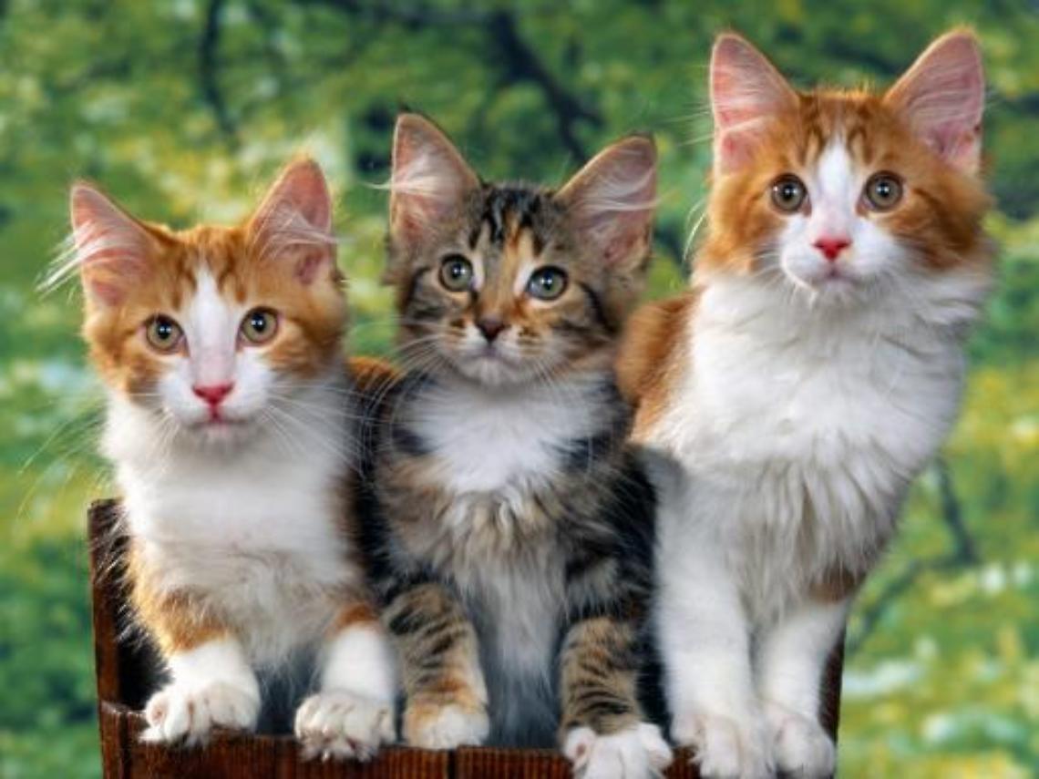 Gatti Web