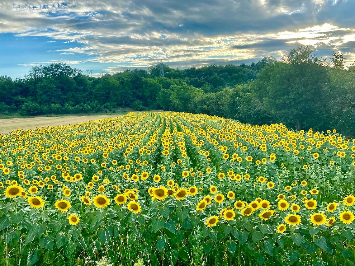 Girasoli Farigliano