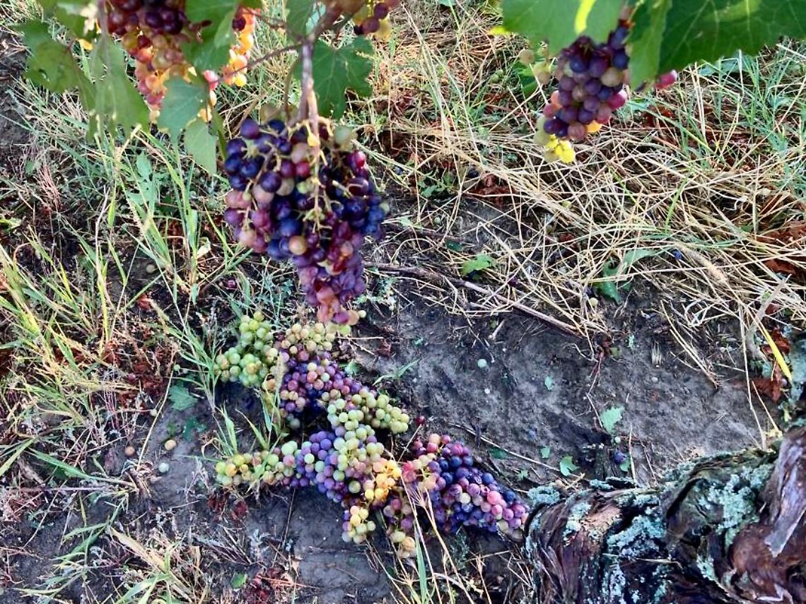 Grappoli Di Uva Dolcetto A Terra Dogliani