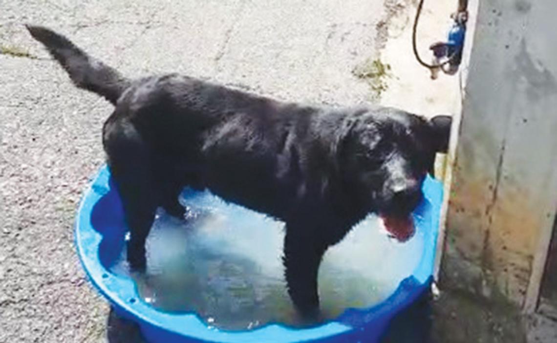 LA RUBRICA CHE ABBAIA