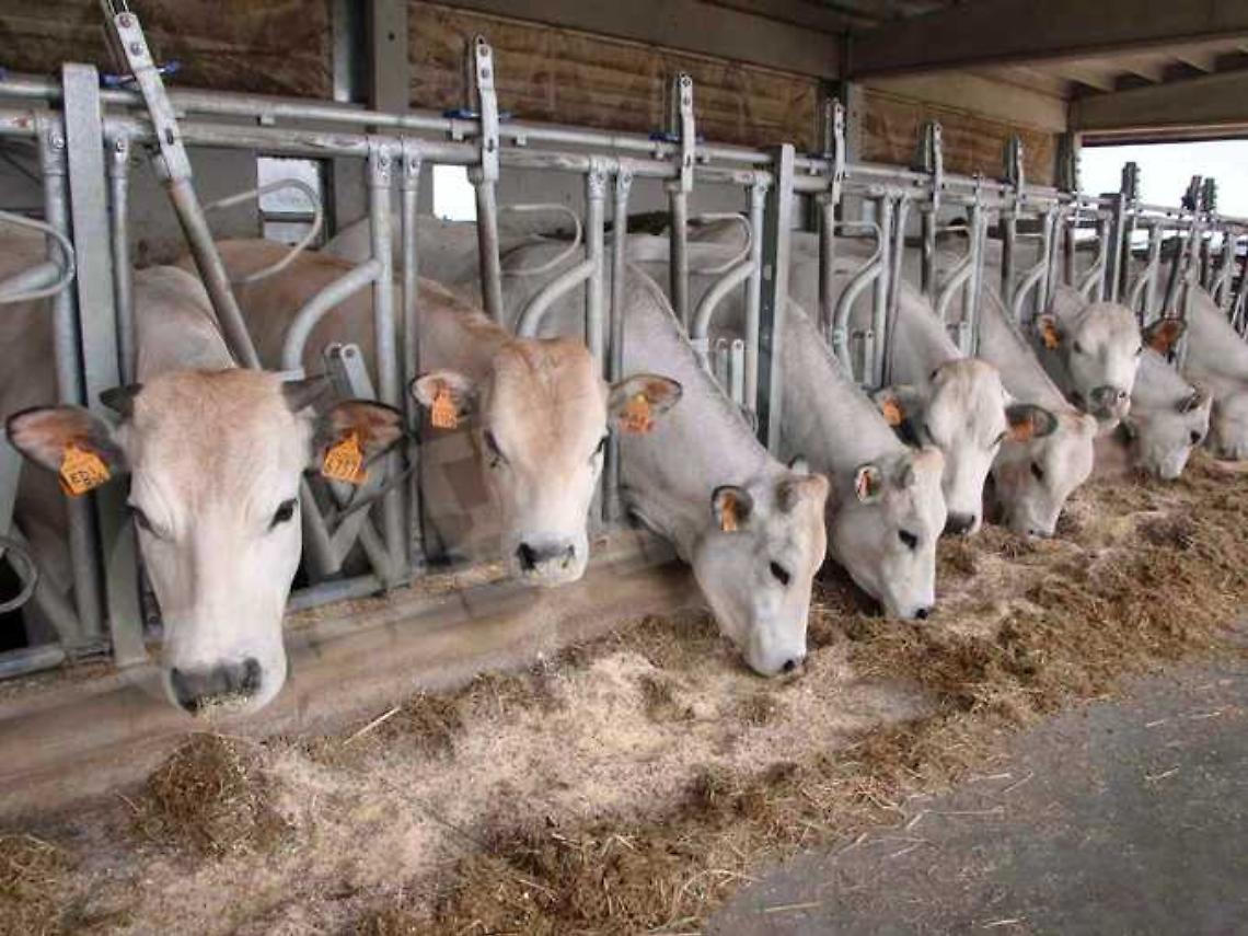 Piemontese