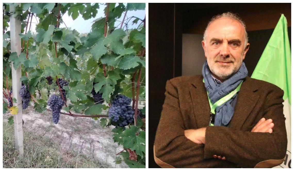 Vendemmia Web