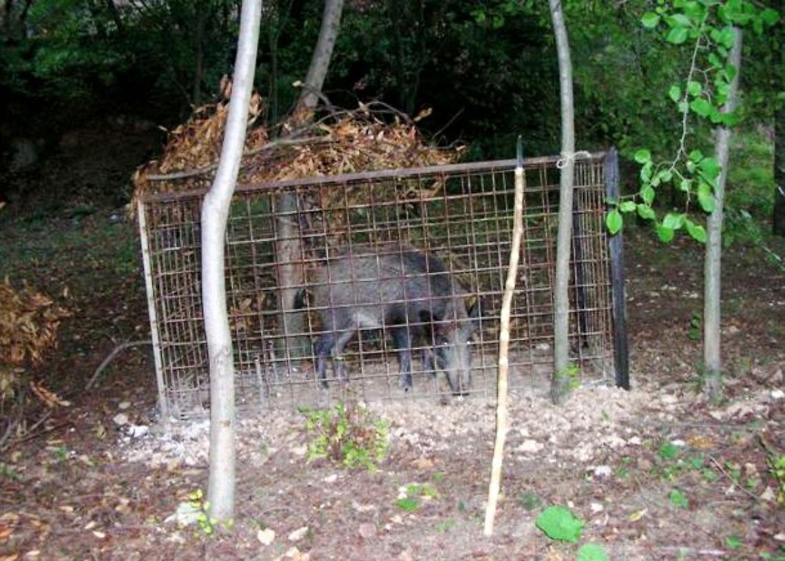 Gabbia Cinghiale