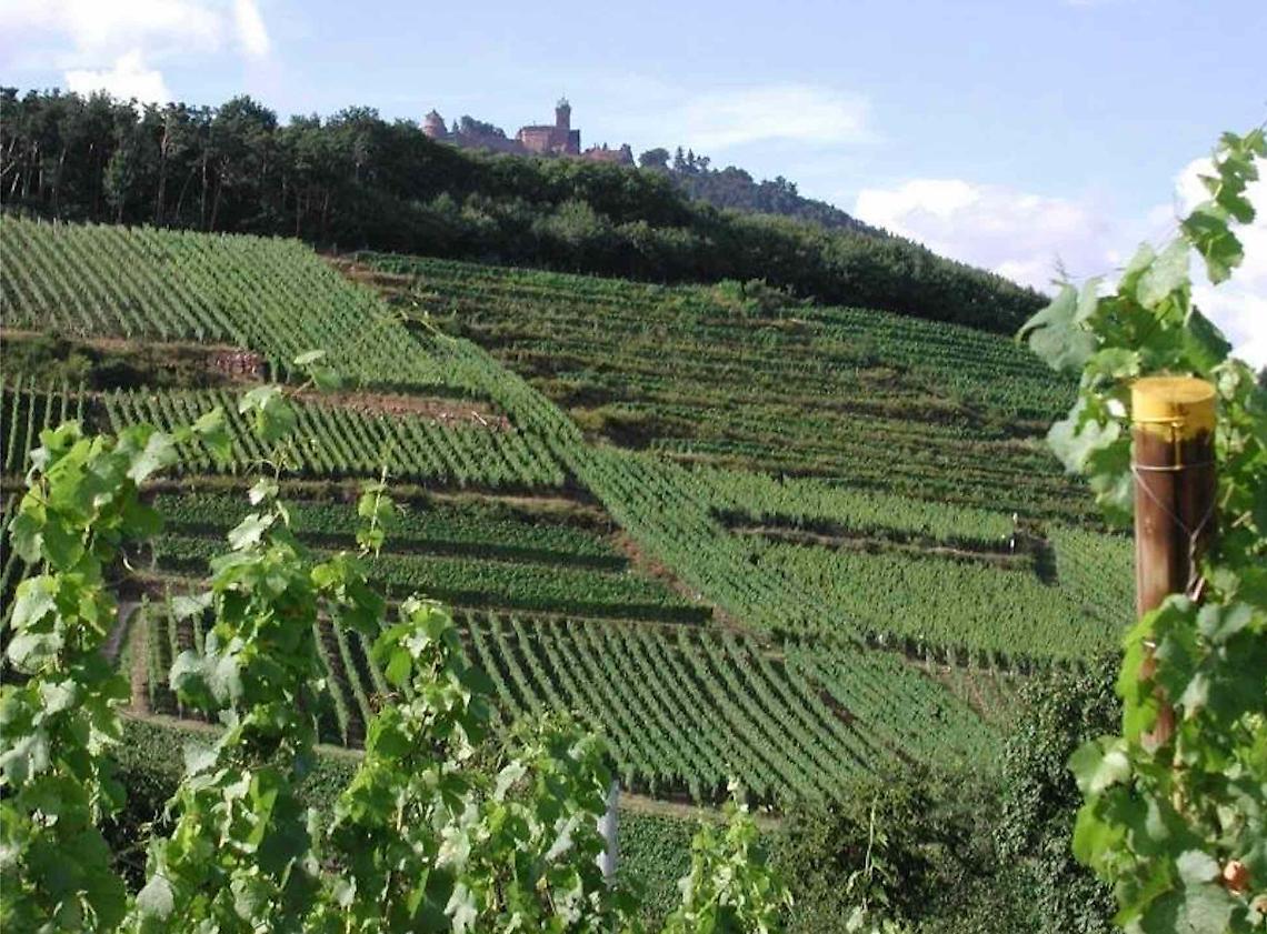 Vigneti