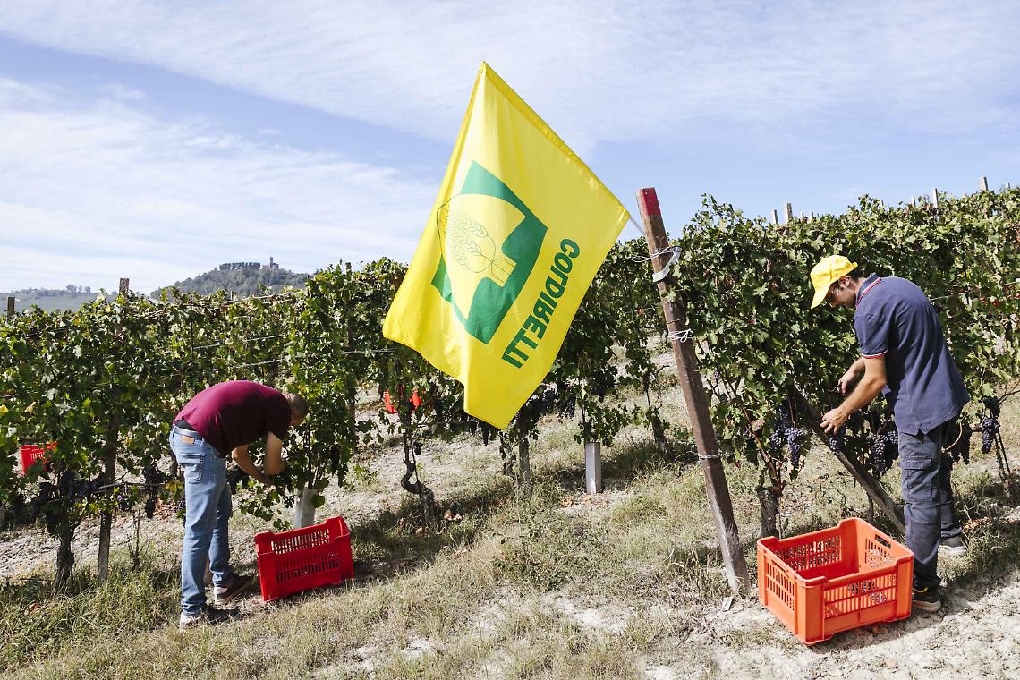 Vendemmia Nebbiolo