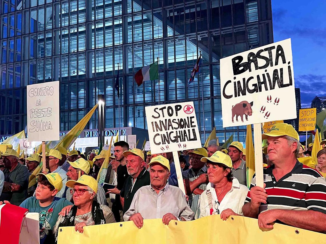 Cinghiali4