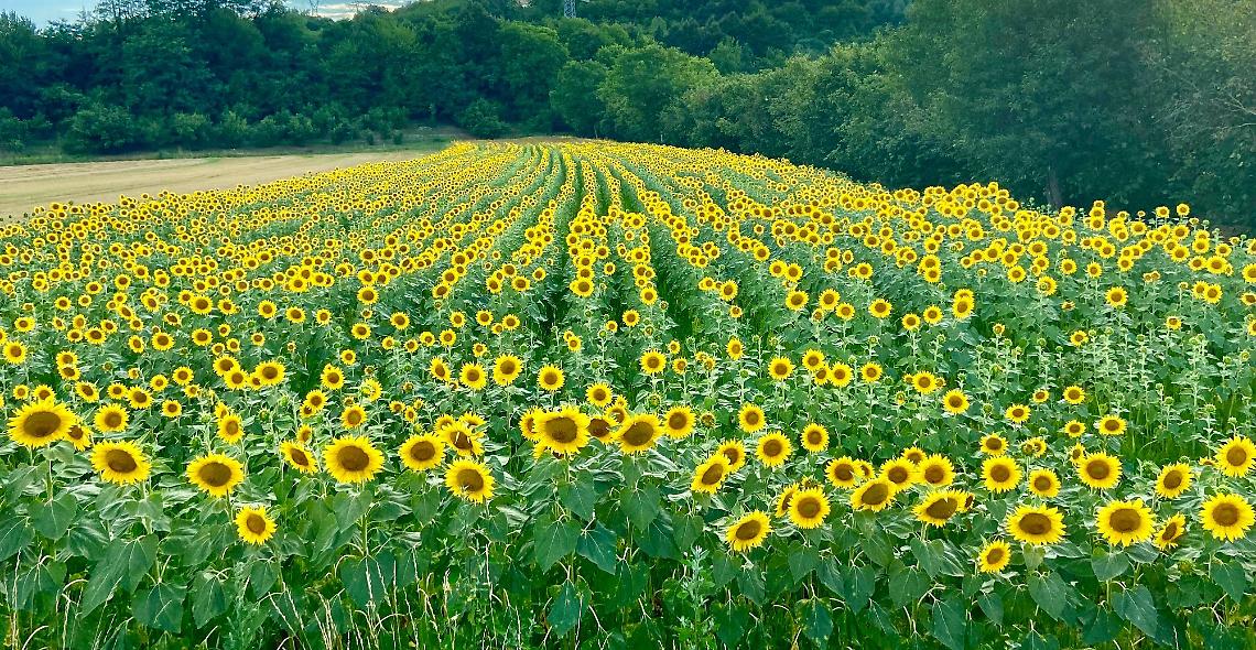 Girasoli Web