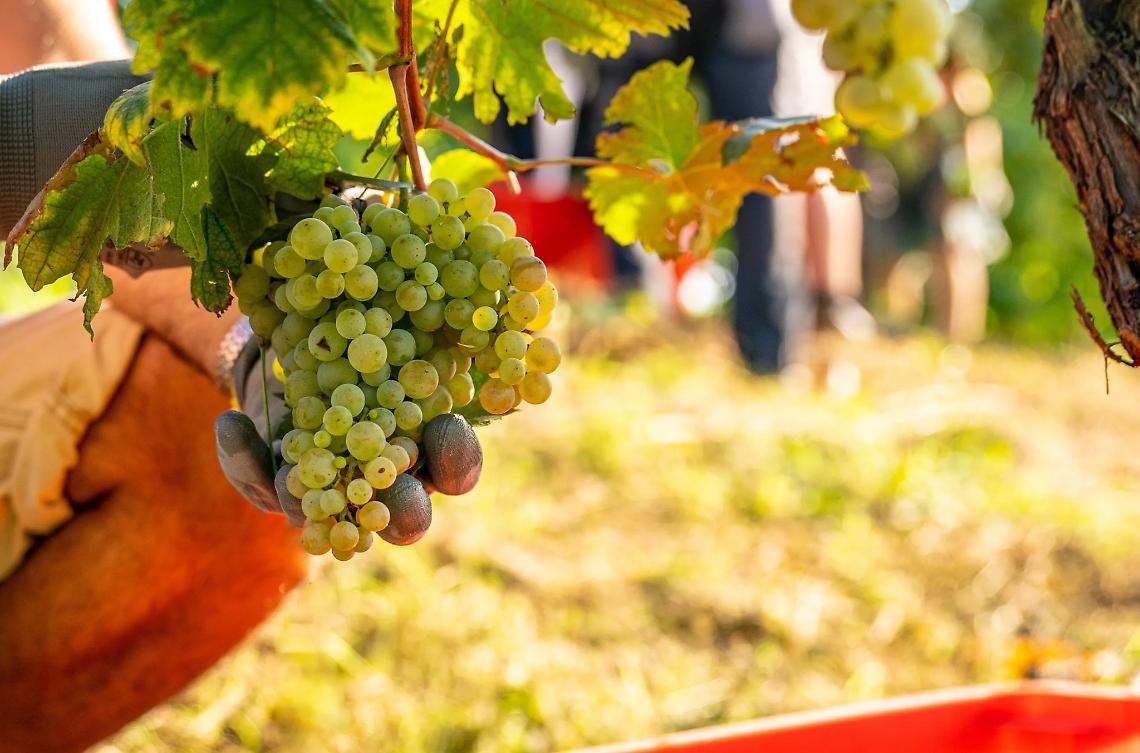 Vendemmia