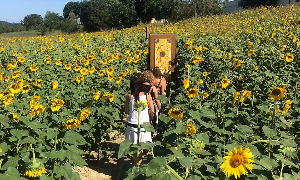 Web Girasoli