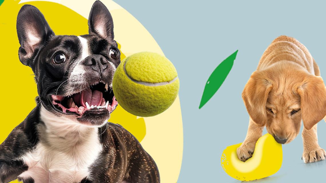 Mondovicino Evento Cani Umani