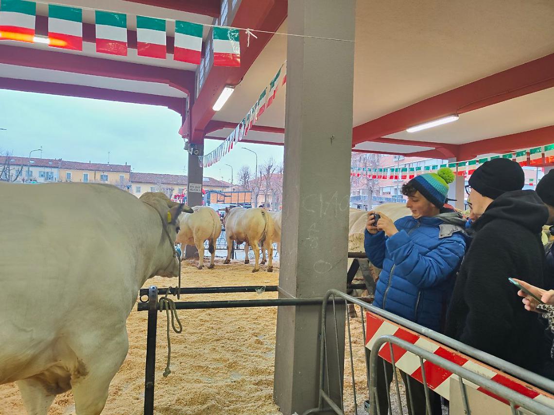 Fiera del bue grasso 2024