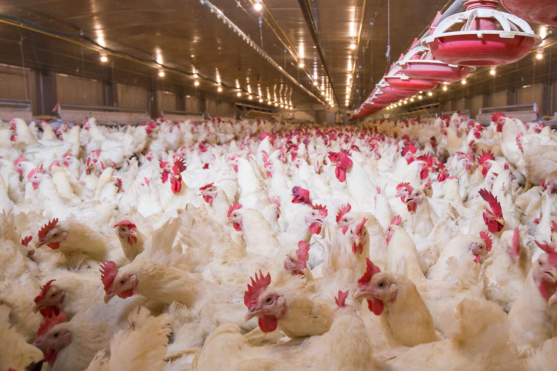 Poultry farm business for the purpose of farming meat or eggs for food from, White chicken Farming feed in indoor housing