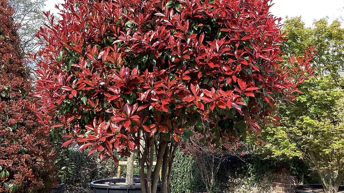Photinia x fraseri &ldquo;Red Robin&rdquo; - San Michele (1222)
