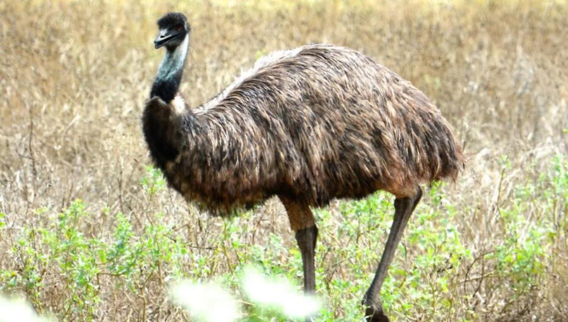EMU torino
