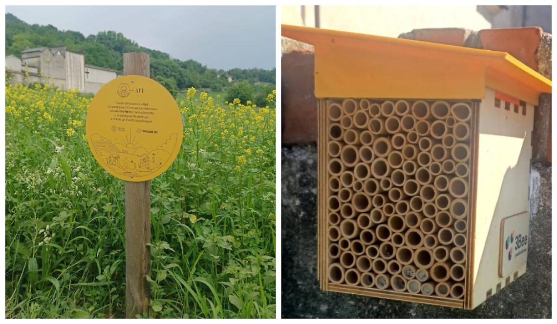 Oasi tra i fiori: le api muratrici costruiscono i primi nidi, un capolavoro della natura