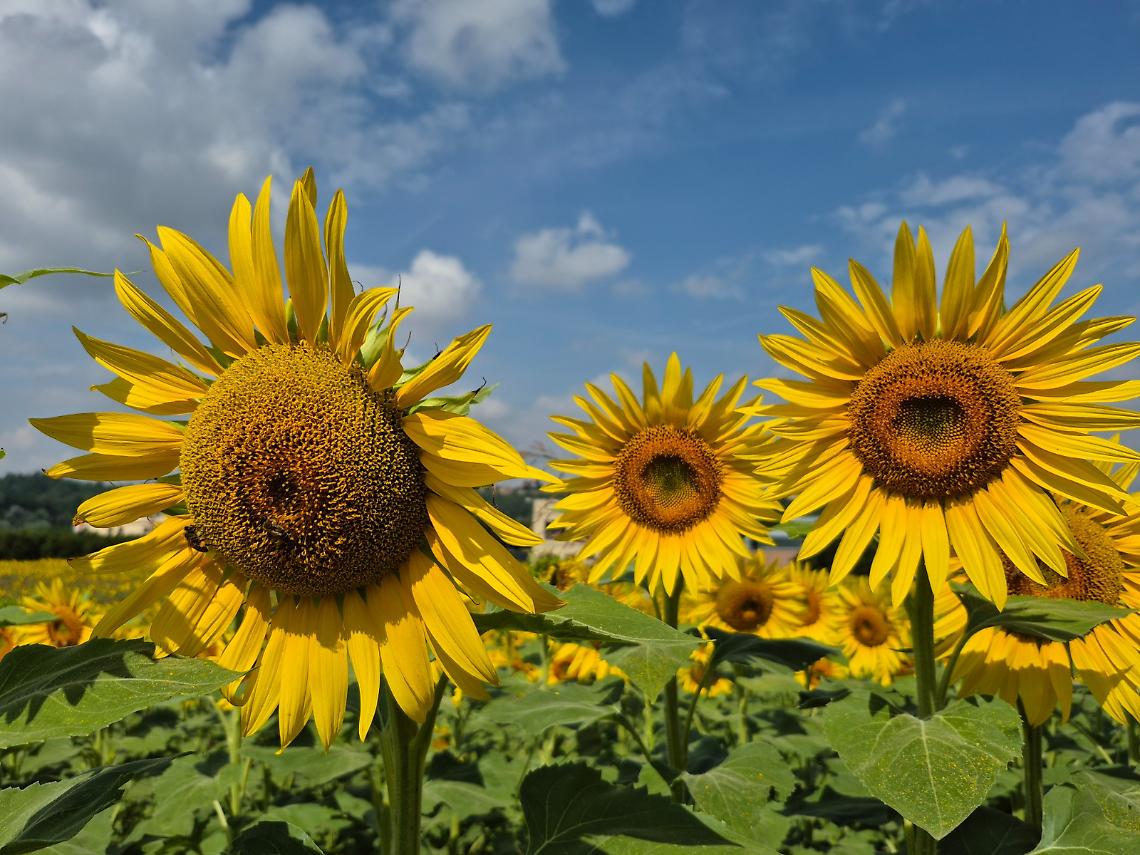 Al via la quinta edizione del concorso fotografico “Girasoli a Farigliano”