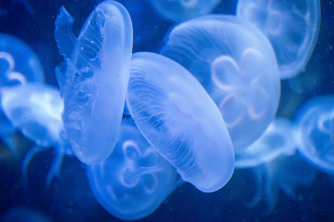 Sempre più meduse nei nostri mari: ecco a quali bisogna fare attenzione