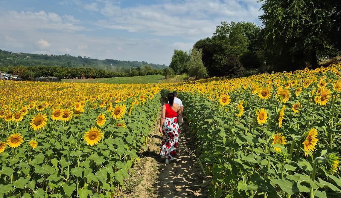 Un altro week-end di meraviglia: sabato e domenica esplora il labirinto tra i girasoli
