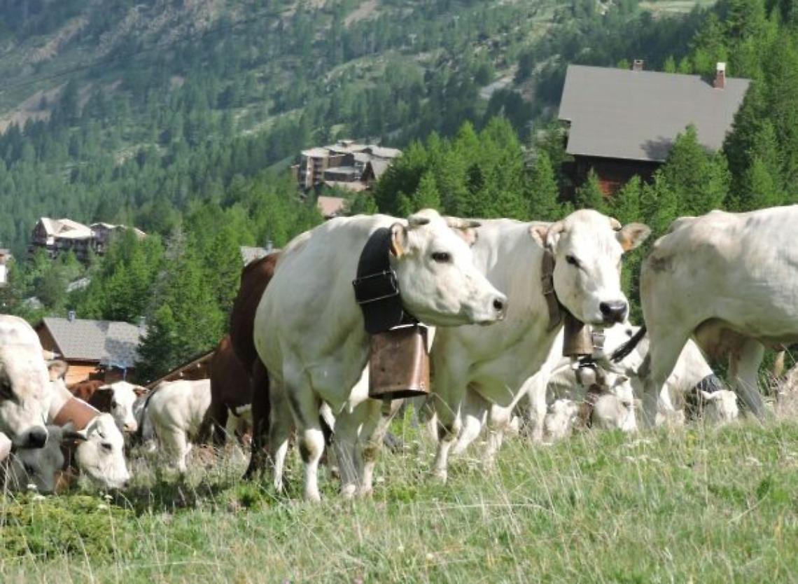 Strage misteriosa all'alpeggio di San Giacomo: 47 bovini morti tra sospetto avvelenamento e piante tossiche