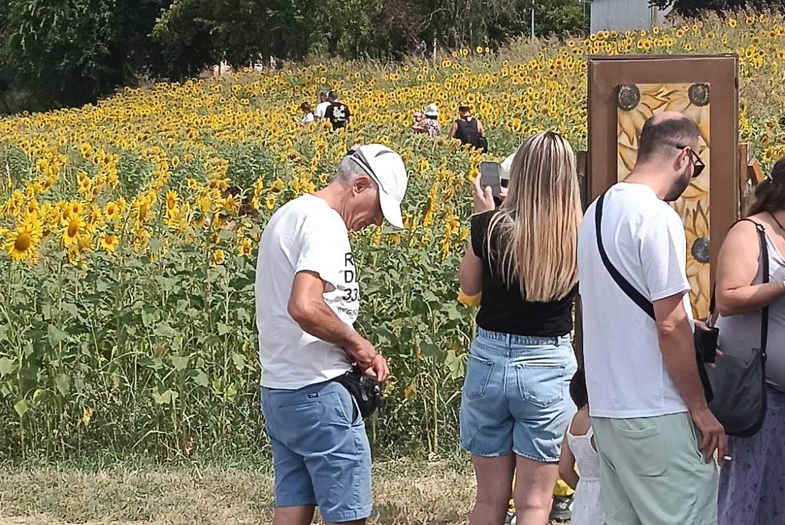 Tutti pazzi per i girasoli! Dopo il concerto di Rose Villain, boom di visitatori nel labirinto