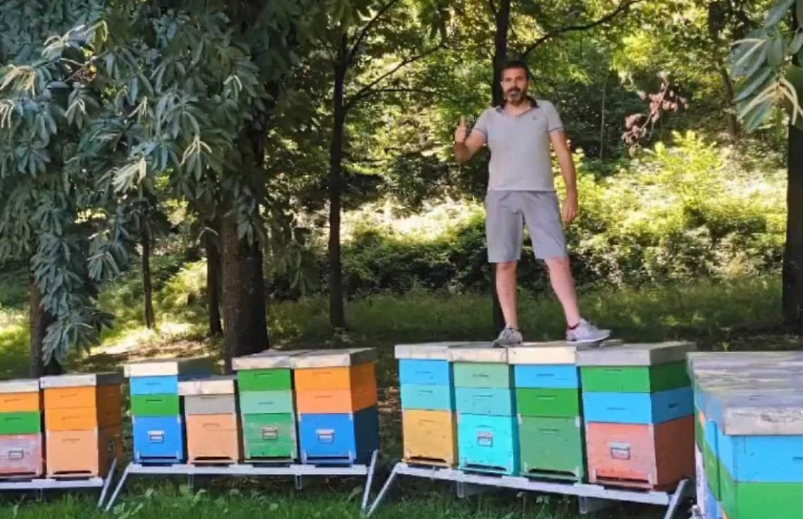 Furto di api in montagna, gli rubano rubano 24 alveari: «Anni di lavoro andati in fumo»