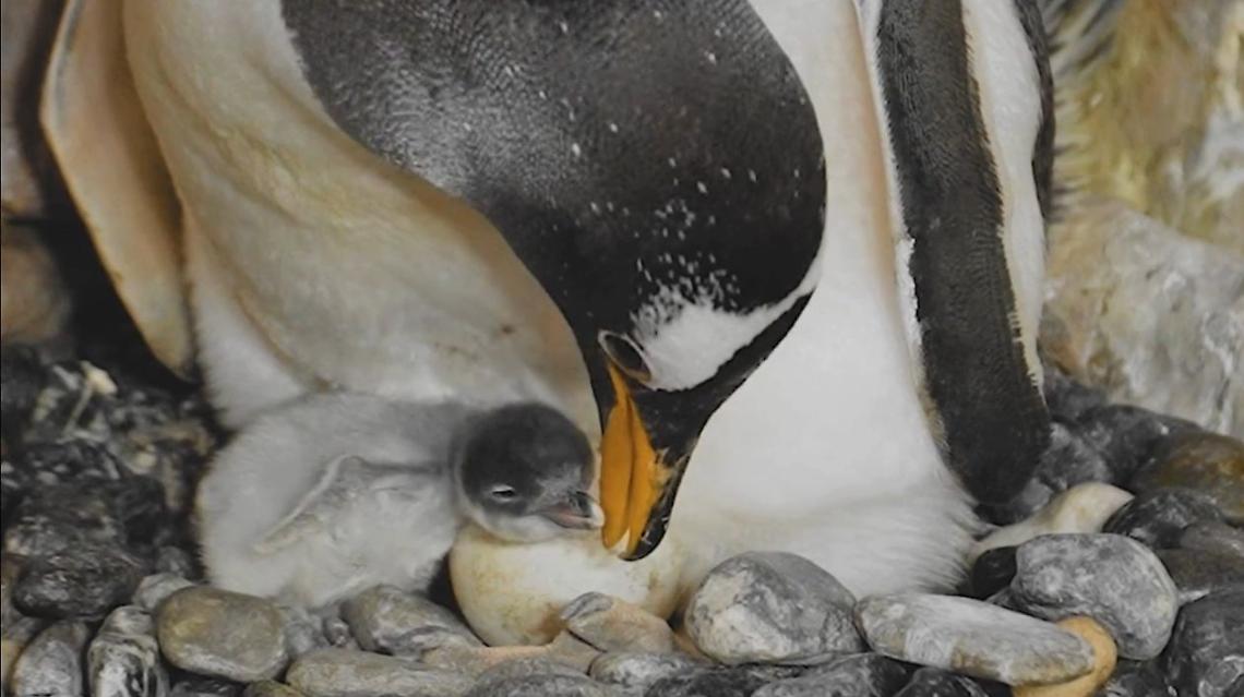 Meraviglie della natura: nati tre pulcini di pinguino, due sono gemelli