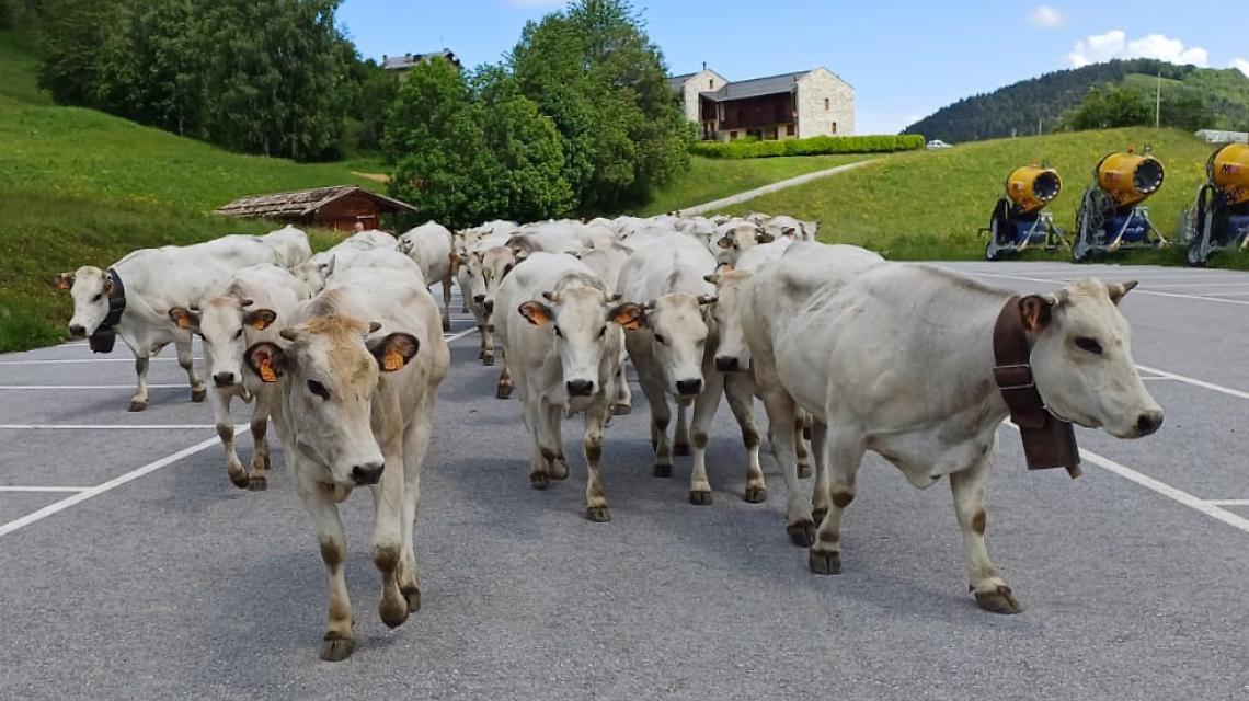 La Confraternita della Raschera celebra la transumanza: investitura per il presidente CRC Gola