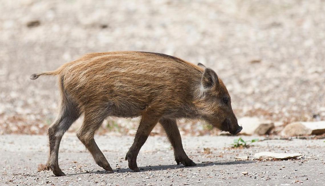 Peste Suina Africana: barriere anti cinghiale lungo le Autostrada