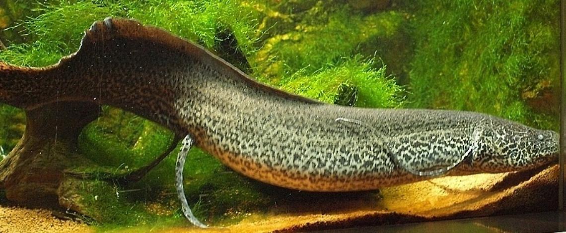 Il protòttero è un "pesce fuor d'acqua", hai mai sentito parlare di lui?